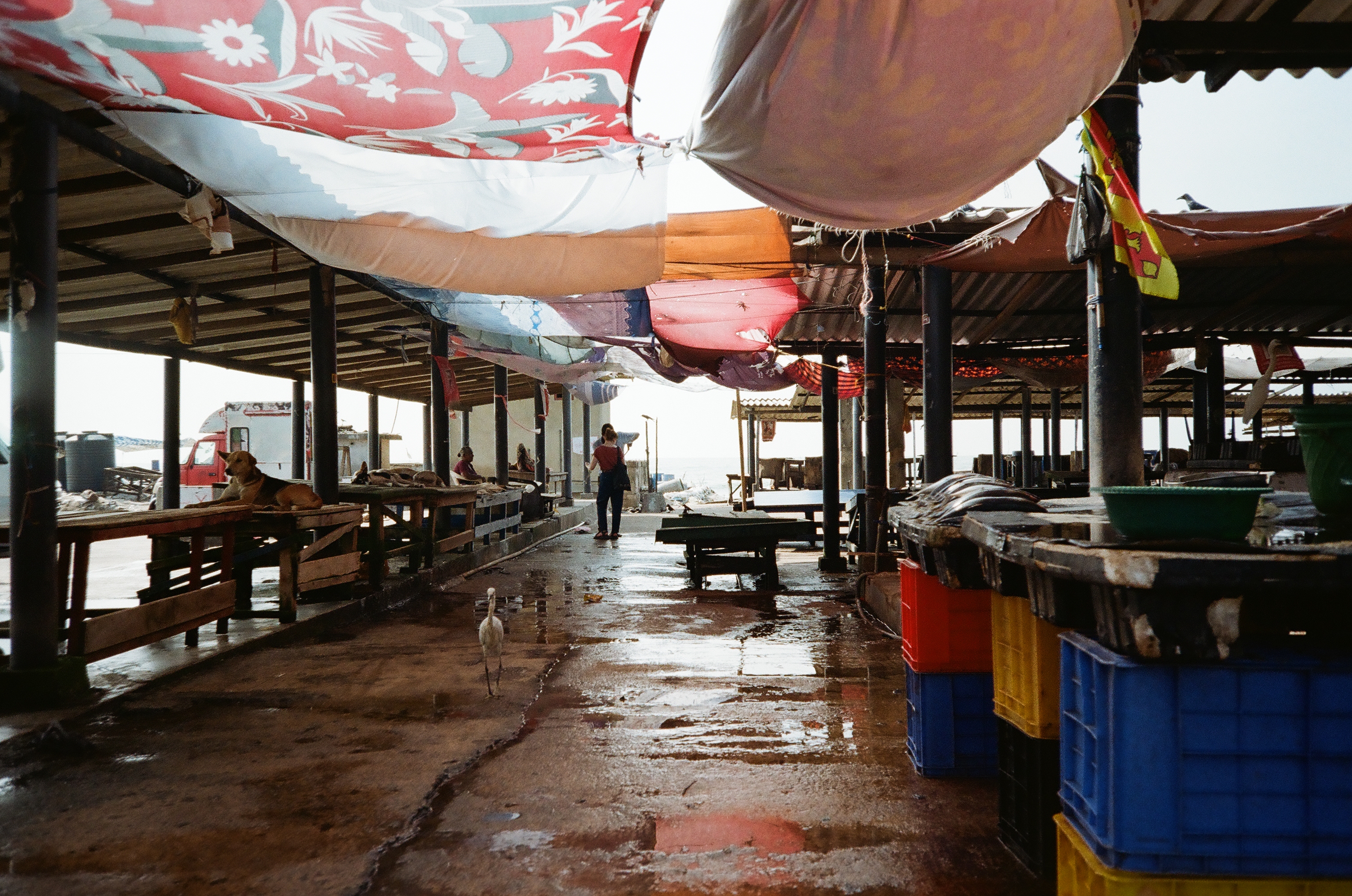 Late - Negombo 2025